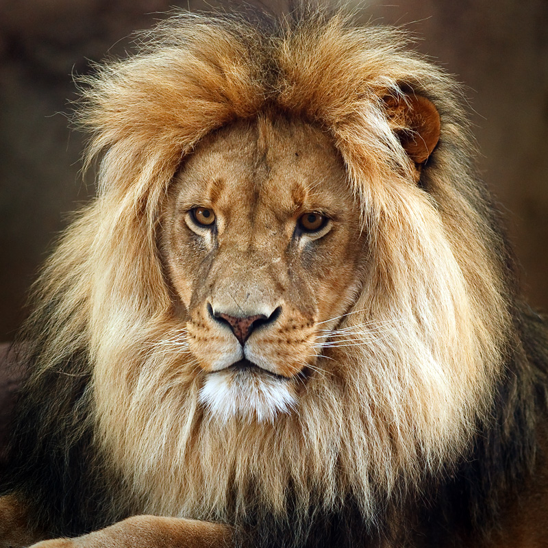 Lion"